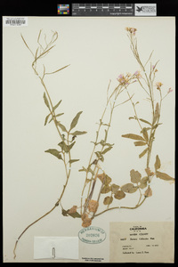 Cardamine californica image