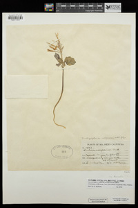 Cardamine californica image