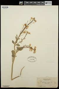 Cardamine californica image