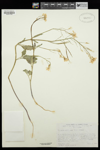 Cardamine californica image