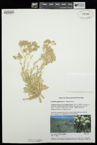 Lepidium appelianum image