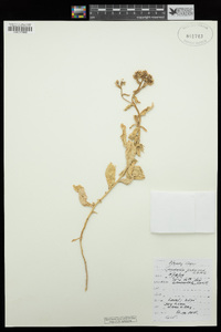 Lepidium appelianum image