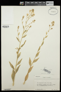 Lepidium latifolium image