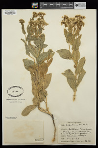 Lepidium draba image