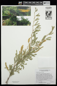 Prosopis pubescens image