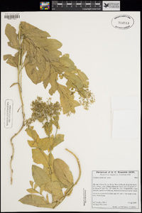 Lepidium draba image