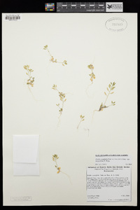 Draba cuneifolia image