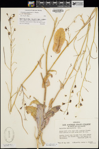 Caulanthus amplexicaulis image