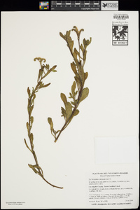 Heliotropium curassavicum image