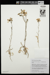 Mentzelia eremophila image