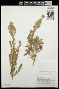 Genista linifolia image