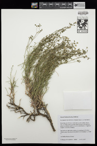 Eremogone macradenia var. arcuifolia image