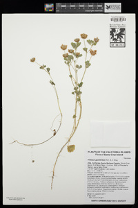 Trifolium gracilentum image