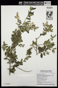 Ceanothus spinosus image