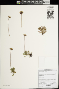 Euryops pedunculatus image