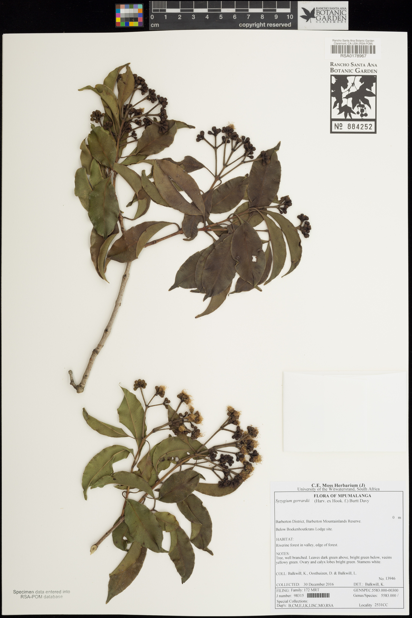 Syzygium gerrardii image