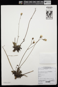 Image of Crepis hypochoeridea