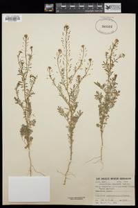 Descurainia pinnata subsp. pinnata image