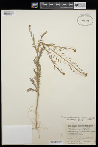 Descurainia pinnata subsp. glabra image