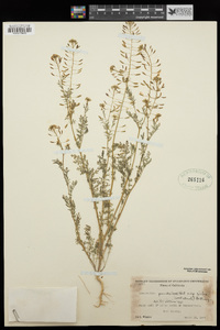 Descurainia pinnata subsp. glabra image