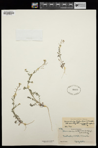 Descurainia incisa subsp. incisa image