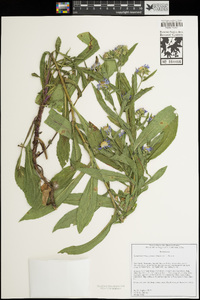Symphyotrichum greatae image