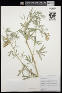 Lupinus elatus image