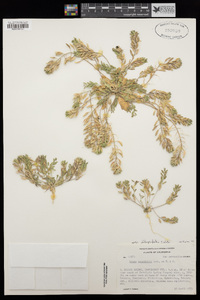 Draba cuneifolia image