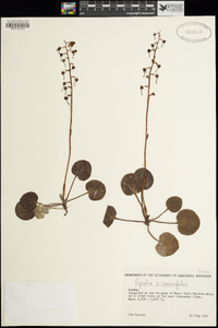 Pyrola asarifolia subsp. asarifolia image
