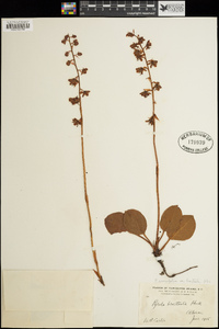 Pyrola asarifolia image