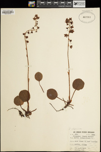 Pyrola asarifolia subsp. asarifolia image