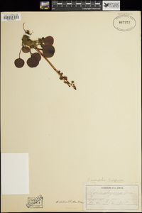 Pyrola asarifolia image