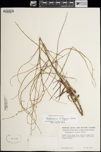 Stephanomeria diegensis image