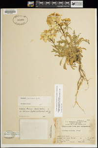 Erysimum concinnum image