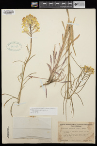 Erysimum capitatum image