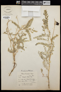 Astragalus accidens var. hendersonii image