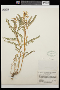 Astragalus accidens image