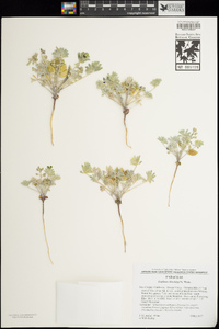 Lupinus shockleyi image