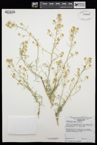 Lepidium fremontii image