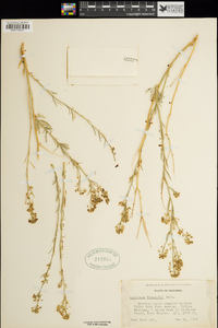 Lepidium fremontii image