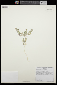 Lepidium lasiocarpum subsp. lasiocarpum image