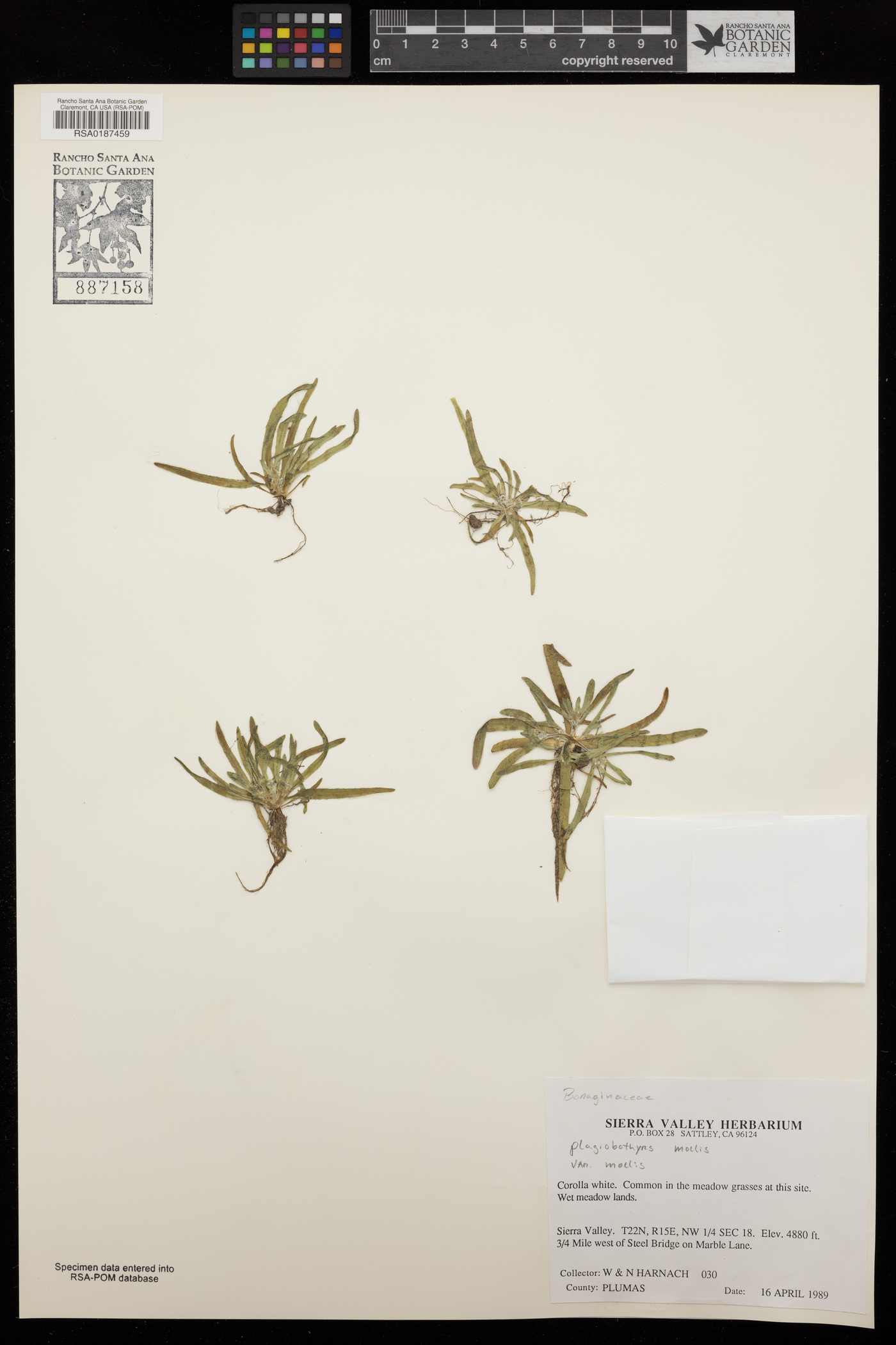 Plagiobothrys mollis var. mollis image