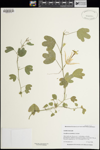 Image of Passiflora aurantia