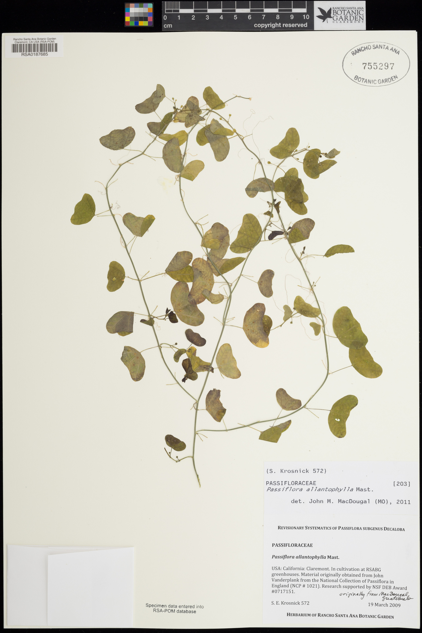 Passiflora allantophylla image