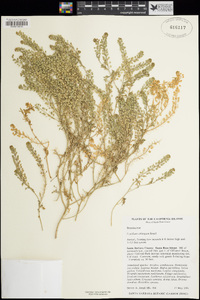 Lepidium oblongum image