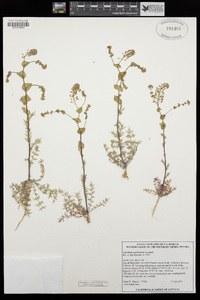 Lepidium perfoliatum image