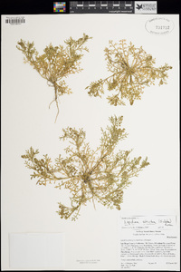 Lepidium strictum image