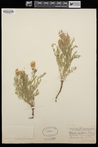 Astragalus agrestis image