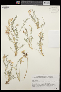 Astragalus argophyllus var. argophyllus image