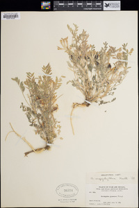 Astragalus argophyllus image